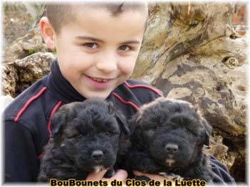 bouvier des flandres photo chiot - Elevage Clos Luette -  COPYRIGHT DEPOSE